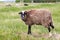 Sheep with dirty wool grazing in a meadow