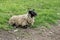 A sheep with dirty wool lies on the green grass. A high-altitude pasture. The concept of animal husbandry