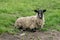 A sheep with dirty wool lies on the green grass and looks at the camera. A high-altitude pasture. The concept of animal husbandry