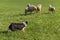 Sheep Dog Behind Group of Sheep Ovis aries