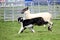Sheep dog or Border Collie, also known as a Scottish Sheepdog, with distinctive black and white coat, running alongside a black fa