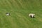 Sheep Dog Herds in Group of Sheep (Ovis aries)