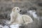 Sheep Dog Kuvasz