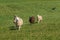 Sheep Dog Lies Down Watching Sheep Ovis aries Walking In