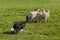 Sheep Dog Lines Up Group of Sheep Ovis aries