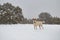 Sheep dog mix patiently waiting to go on adventures in the freshly fallen snow