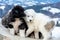 Sheep dog pups in Transylvania winter time