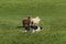 Sheep Dog Races Right Around Sheep Ovis aries