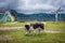 Sheep dog in Romania