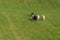 Sheep Dog Runs Behind Group of Sheep Ovis aries