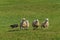 Sheep Dog Runs Left Behind Group of Sheep Ovis aries