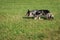 Sheep Dog Runs Left At Herding Trial