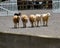 Sheep dog trials