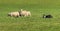 Sheep Dog Watches and Is Watched By Group of Sheep Ovis aries