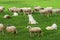 Sheep and dogs on green grass field