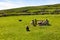 Sheep dogs herding sheep on grass field