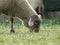Sheep domestic animal wool milk beautiful grass meat