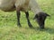 Sheep domestic animal wool milk beautiful grass meat
