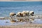 Sheep drink water from the lake Gomang in Tibet in the summer