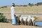 Sheep drink water from a road side pond in the Great Thar desert in Jamba, India.