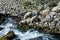 Sheep drink water at the source. Bukovica.Hrvatska