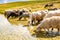 Sheep drinking of Vrazje lake in National Park Durmitor, Montenegro