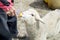 Sheep drinking water from hand