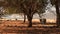 Sheep in dry countryside farm during drought medium shot among trees