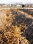 Sheep dung on vegetable garden soil