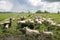 Sheep in dutch landscape