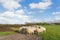 Sheep at Dutch wadden island Terschelling