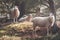 Sheep in the early morning light