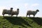 Sheep on earth embankment with shadows on ground