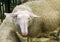 Sheep. East Frisian breed.