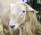 Sheep. East Frisian breed.