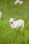 Sheep eat Grass