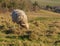 Sheep eat grass in the fields. Early spring in England