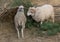 Sheep eat a pine tree in the paddock