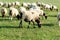 Sheep eating grass