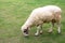 Sheep eating grass at a farm. Sheep grazing in grass