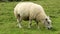 Sheep Eating Grass On Farmland In England