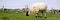 Sheep eating grass on fenced field in Ireland, panorama