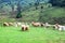Sheep eating grass in the grass garden .......