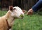 Sheep eating grass from hand