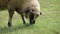 Sheep eating grass in meadow, view from side, detail