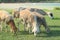 Sheep eating grass, Rodrigues Island