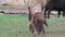 Sheep eating grass in rural areas. Closeup, copy space