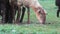 Sheep eating grass in rural areas. The concept of agriculture. Close-up