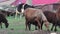 Sheep eating grass in rural areas. The concept of agriculture. Close-up