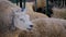 Sheep eating hay at animal exhibition, trade show - close up